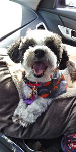 Sherry’s Pet Grooming photo 7