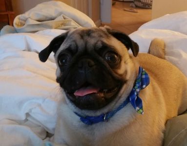 Sherry’s Pet Grooming photo 9