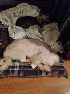 Sherry’s Pet Grooming photo 10