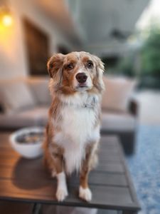 Sherry’s Pet Grooming photo 11