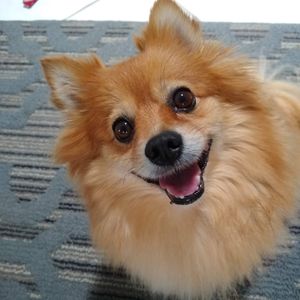 Sherry’s Pet Grooming photo 12