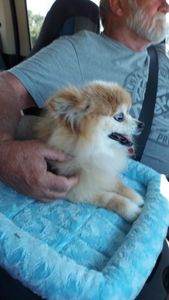 Sherry’s Pet Grooming photo 13