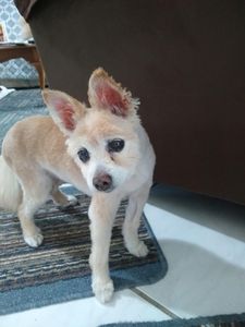 Sherry’s Pet Grooming photo 14