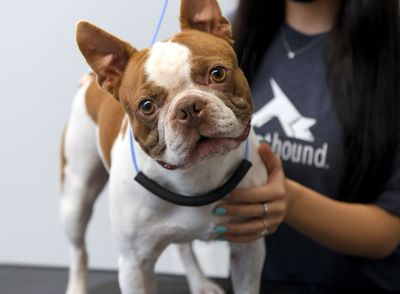 Scenthound Naples Eagle Creek photo 6