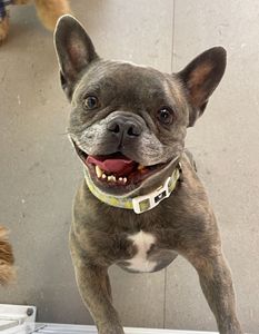 Scenthound Naples Eagle Creek photo 7