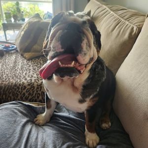 Scenthound Naples Eagle Creek photo 8