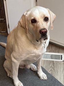 Scenthound Naples Eagle Creek photo 9