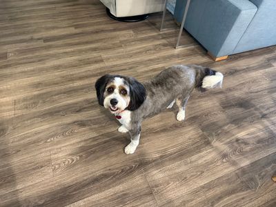 Scenthound Naples Eagle Creek photo 11