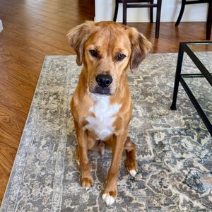 Scenthound Naples Eagle Creek photo 12