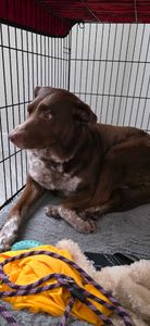 Scenthound Naples Eagle Creek photo 14