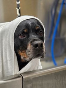 Scenthound Naples Eagle Creek photo 15