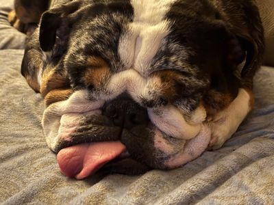 Scenthound Naples Eagle Creek photo 16