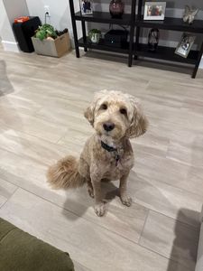 Scenthound Naples Eagle Creek photo 18