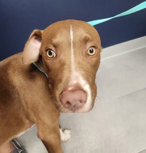 Scenthound Naples Eagle Creek photo 19