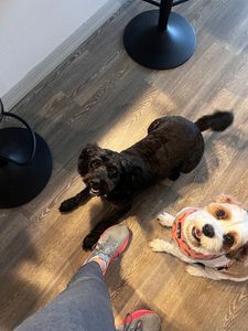 Scenthound Naples Eagle Creek photo 20