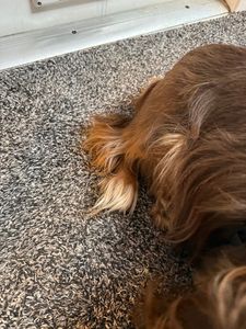 Scenthound Naples Eagle Creek photo 21