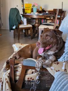 Scenthound Naples Eagle Creek photo 22