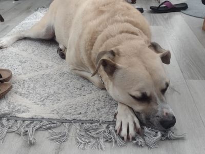 Scenthound Naples Eagle Creek photo 23