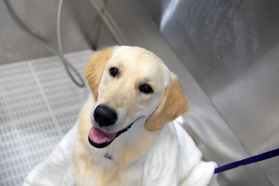 Scenthound Naples Eagle Creek photo 2