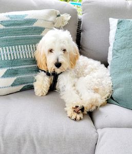 Love My Dog Resort & Spa photo 5