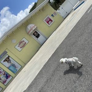 Love My Dog Resort & Spa photo 9