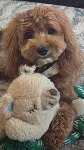 Love My Dog Resort & Spa photo 11