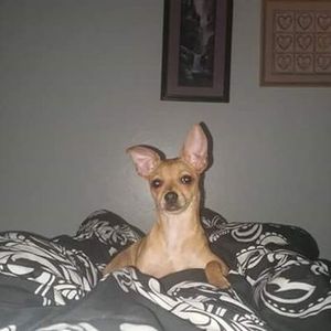 Love My Dog Resort & Spa photo 15