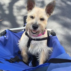 Love My Dog Resort & Spa photo 19