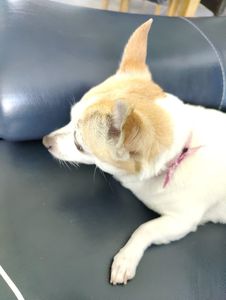 Love My Dog Resort & Spa photo 20