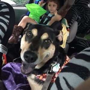 Love My Dog Resort & Spa photo 22