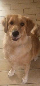 Love My Dog Resort & Spa photo 24