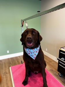 Wigglebutts Suds & Cuts