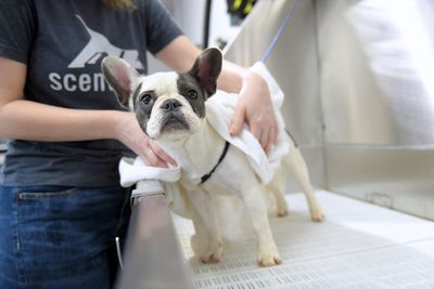 Scenthound Naples Pine Ridge