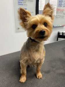 Scenthound Naples Pine Ridge photo 3