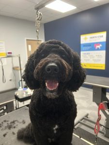 Scenthound Naples Pine Ridge photo 9