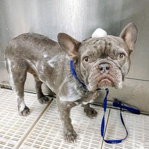 Scenthound Naples Pine Ridge photo 14