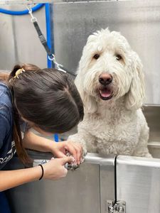 Scenthound Naples Pine Ridge photo 16