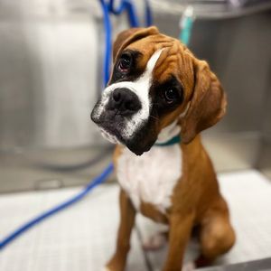 Scenthound Naples Pine Ridge photo 20