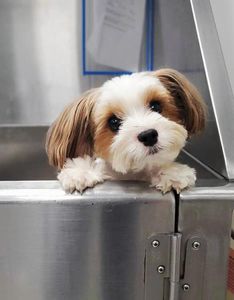 Scenthound Naples Pine Ridge photo 25