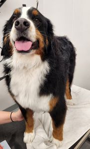 Scenthound Naples Pine Ridge photo 26