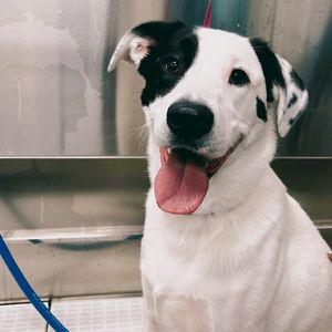 Scenthound Naples Pine Ridge photo 30