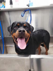 Scenthound Naples Pine Ridge photo 32