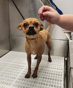 Scenthound Naples Pine Ridge photo 34