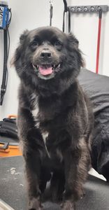 Scenthound Naples Pine Ridge photo 35