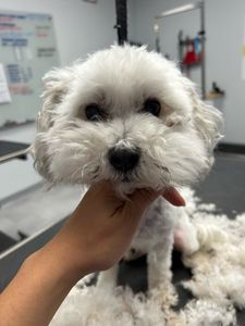 Scenthound Naples Pine Ridge photo 36