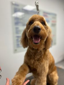 Scenthound Naples Pine Ridge photo 37