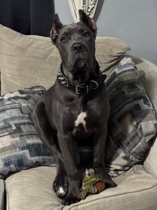 Scenthound Naples Pine Ridge photo 40