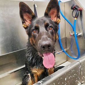 Scenthound Naples Pine Ridge photo 41