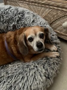 Scenthound Naples Pine Ridge photo 43