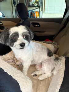 Scenthound Naples Pine Ridge photo 44